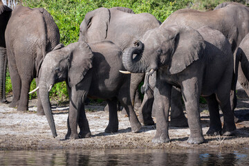 African Elephants drinking at the Chobe River in Botswana, Africa.