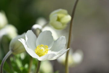 Anemone sylvestris. delicate flowers in the garden, in the flowerbed. floral background. beautiful delicate Anemone sylvestris. white flowers on a natural background. close-up. sunlight. spring season