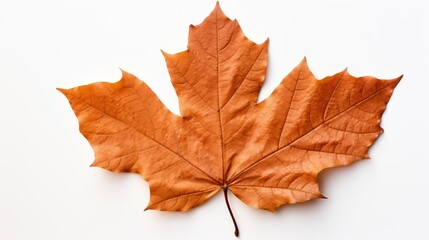 Obraz premium An isolated brown maple leaf on a white background.