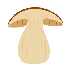 Obraz premium Sliced Porcini forest mushroom. Hand drawn boletus edulis fungus. Porcini fresh edible mushrooms flat style decor element. Cep. King bolete on white background. Penny bun Vector illustration