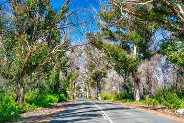 Driving along the coast of Western Australia, Boranup