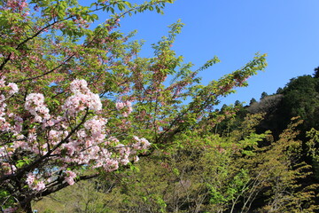 塩原温泉の八重桜