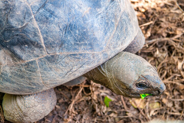 Giant Turtles in La Digue Island, Seychelles