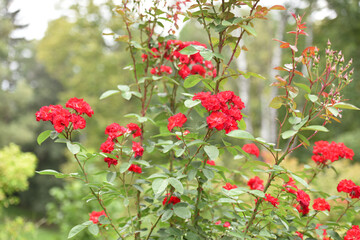 Red roses on a bush in the garden, close-up. delicate pink rose flower with green leaves. Red Rose Magic. beauty in the garden. concept of romance, gift. pink rose flower background.