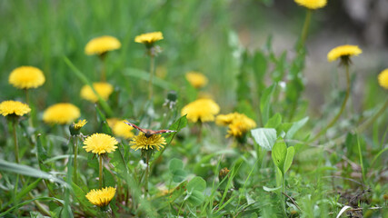 butterfly sits on yellow dandelion flowers. orange butterfly sits on meadow flowers. macro nature, natural background. insects in their habitat. the beautiful butterfly pollinator, spring season