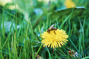 A honey bee collects pollen and nectar on a dandelion flower. Selective focus. Close-up.