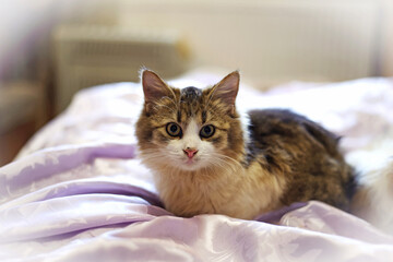 Close-up of a little kitten lies on the bed. Funny animals. beautiful fluffy tricolor kitten. affectionate pet. love caring for animals. the cat is resting and looking at me. a pet