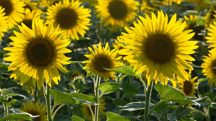 big bright yellow sunflower in the field. Large flowers of a sunflower in the sunlight. Yellow flowers on a farm field. Agriculture concept, organic products, good harvest. Growing seeds for oil.