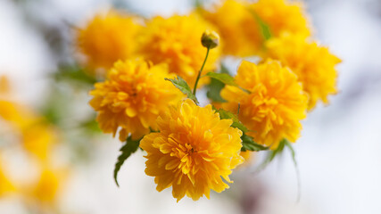 Kerria japonica. Beautiful yellow flower. Flower background, garden flowers. yellow flowers and green leaves close-up. bush in a flowerbed with bright yellow flowers, nature background
