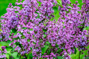 Bright spring lilac on a blurred background.