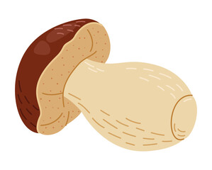 Porcini forest mushroom. Hand drawn boletus edulis fungus. Porcini fresh edible mushrooms flat style decor element. Cep. King bolete on white background. Penny bun Vector illustration