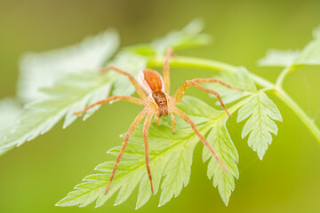 葉の上で獲物を待つハシリグモ
