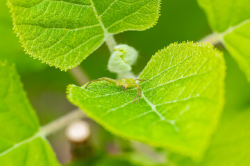 小さなハチを捕食するワカバグモ
