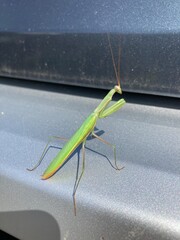 Praying Mantis on a car
