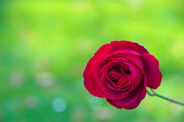 Czerwona róża na zielonym, rozmytym tle