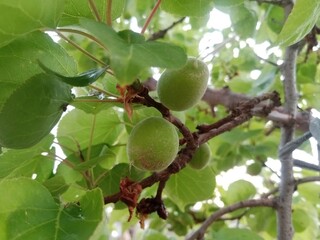 Obraz premium Beautiful green apricots on a tree with leaves