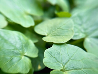 green leaves natural summer background