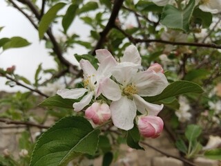 Beautiful white apple flowers closeup picture