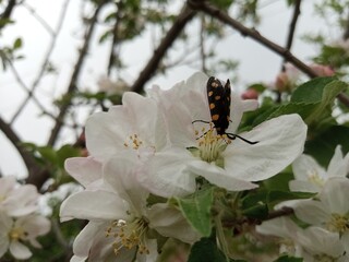 Beautiful white apple flowers closeup picture