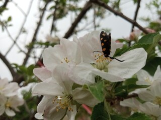 Beautiful white apple flowers closeup picture