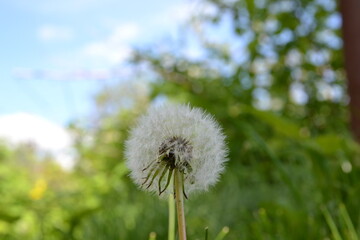 Dandelion photo is beautiful.  Wildflower photo from the nature.