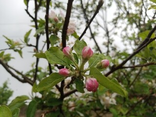 Beautiful white apple flowers closeup picture