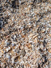 Seashell Cove: Shoreline Abundant with Shells