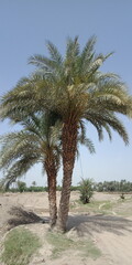 palm trees on the beach