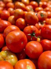 Fresh Tomatoes