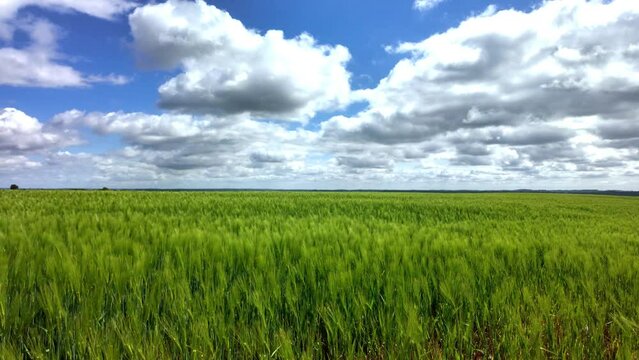 Horizontal sur bl&eacute; vert et ciel bleu