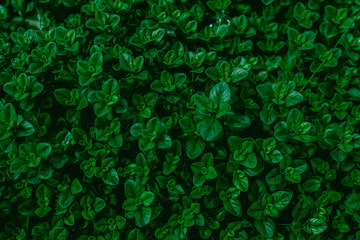 tiny leaves background or texture