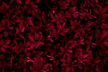 leafy background, wallpaper or texture in red