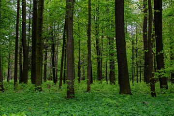interior of a deciduous forest in spring