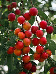 Fresh cherry plums on a branch, radiating health and vitality. This image can be used in marketing for grocery stores or wellness blogs.
