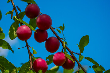A vibrant image featuring ripe, red plums hanging from a branch, surrounded by lush green leaves against a clear blue sky; ideal for content related to fresh, organic produce or gardening.