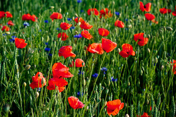 Bright red poppies bloom amidst green foliage.