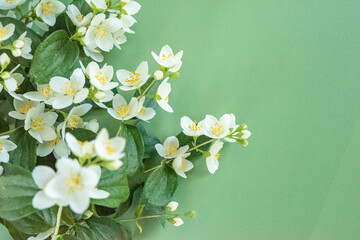 Naklejka na ściany i meble blooming jasmine in the garden in spring