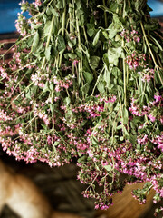 Bunches of herbs with vibrant purple flowers are suspended for drying, indicating herbal preparation or natural medicine.