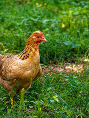 A small orange, crested chicken. Chicken in nature.