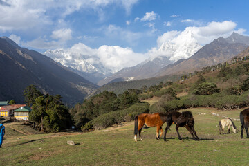 Fototapeta na wymiar Horses grazing in the alpine area