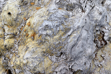 close-up texture of an old tree