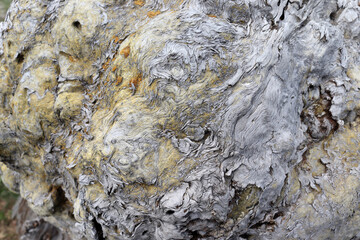 close-up texture of an old tree
