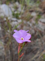 Mandevilla myriophylla