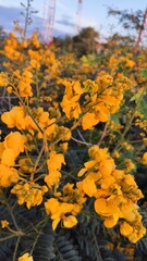 Senna corymbosa 