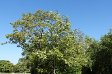 公園の木々と青空