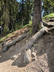 Old tree trunk in nature