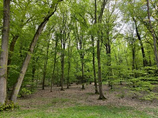 forest with tall deciduous trees