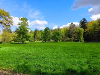 Obraz premium a meadow in the middle of a natural park