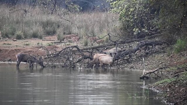 Sambar and spotted deer herds in the same location in Tadoba national park