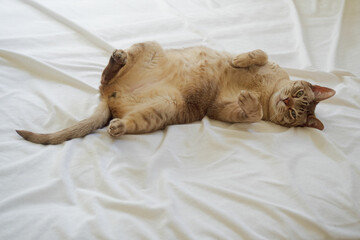 Chocolate spotted Australian Mist cat lying down and showing its fluffy belly on the bed © Atsushi